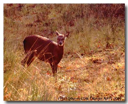 photo "Deer" tags: nature, wild animals