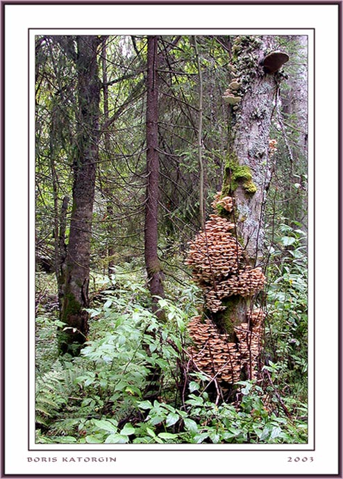 photo "Mushroom plenty" tags: landscape, nature, forest