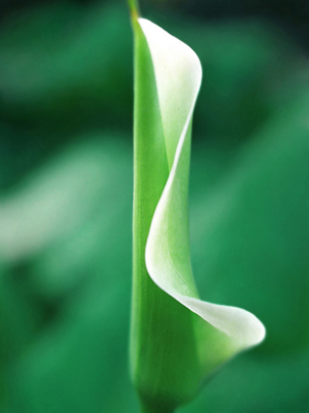 photo "Miracle of a birth" tags: nature, macro and close-up, flowers