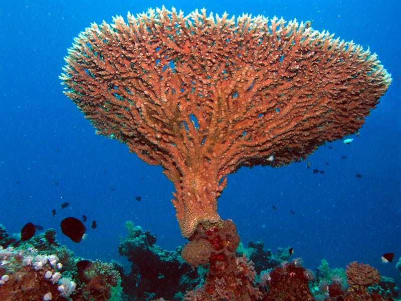 photo "Untitled photo" tags: underwater, travel, Africa