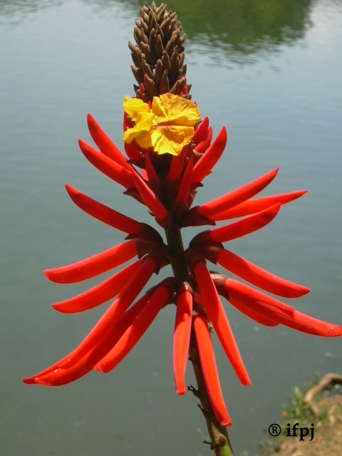 photo "Red Fingers" tags: nature, flowers