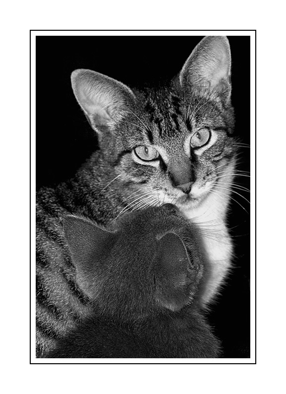 фото "Just talk" метки: черно-белые, 