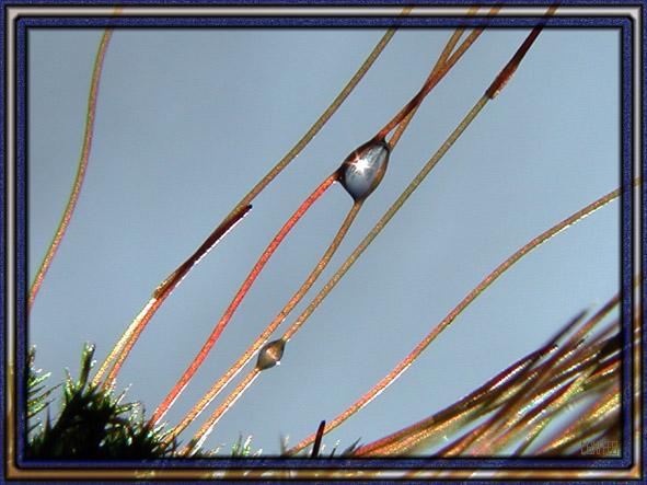 photo "Rings of water" tags: macro and close-up, 