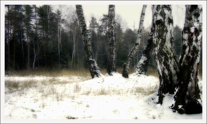 фото "V или внезапная зима 2" метки: пейзаж, зима, лес