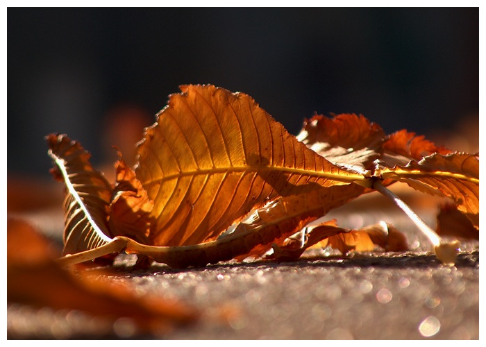 photo "Leaf" tags: macro and close-up, 