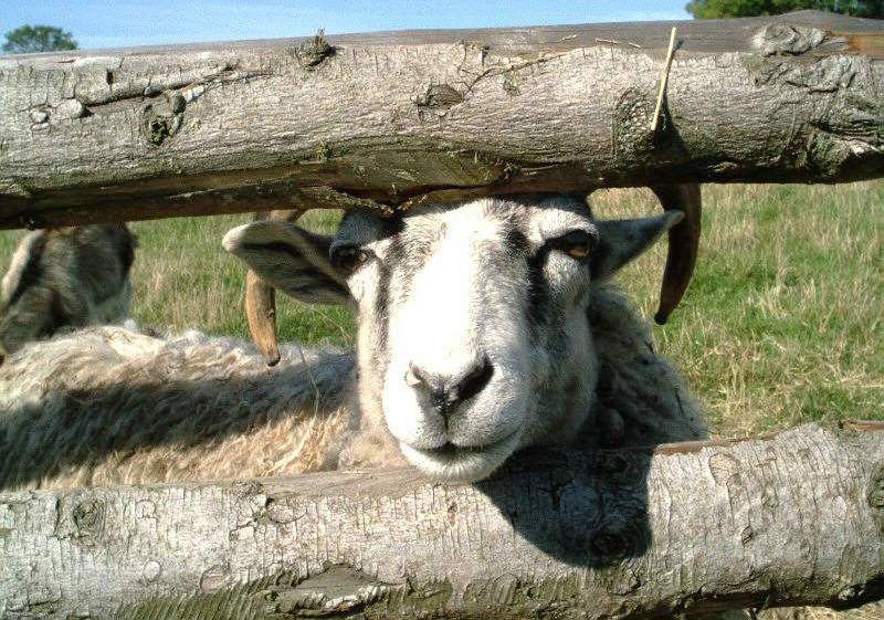 photo "Curious" tags: nature, pets/farm animals