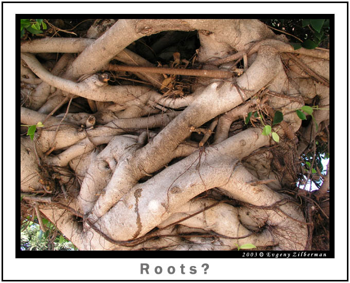 photo "Roots?" tags: abstract, nature, flowers