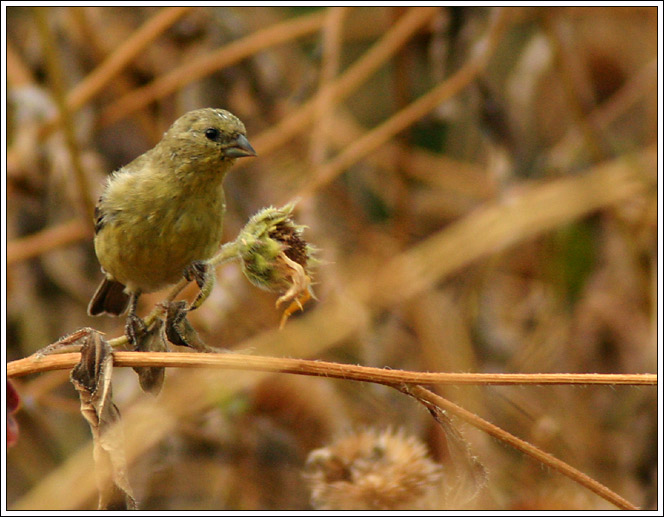 photo "Little Bird." tags: nature, wild animals