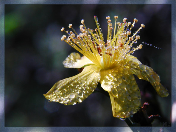 photo "Flower and dew" tags: macro and close-up, 