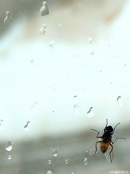 photo "The fly" tags: macro and close-up, nature, insect