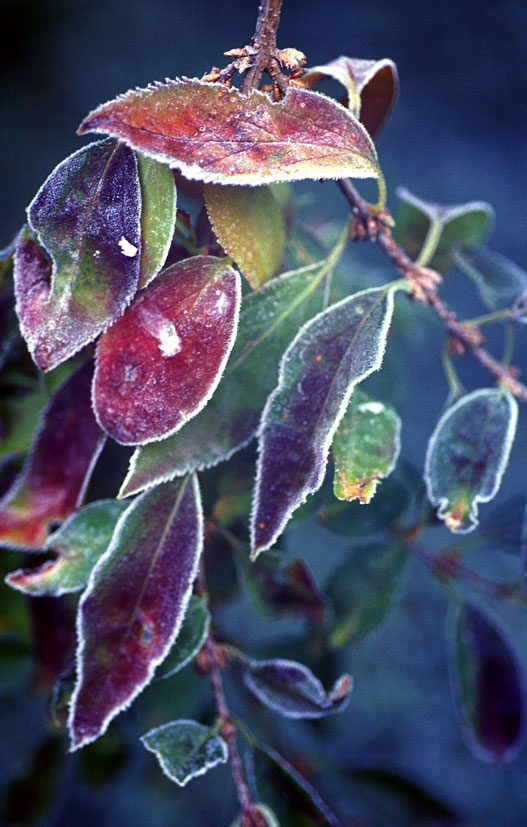 photo "Frozen times" tags: abstract, nature, flowers