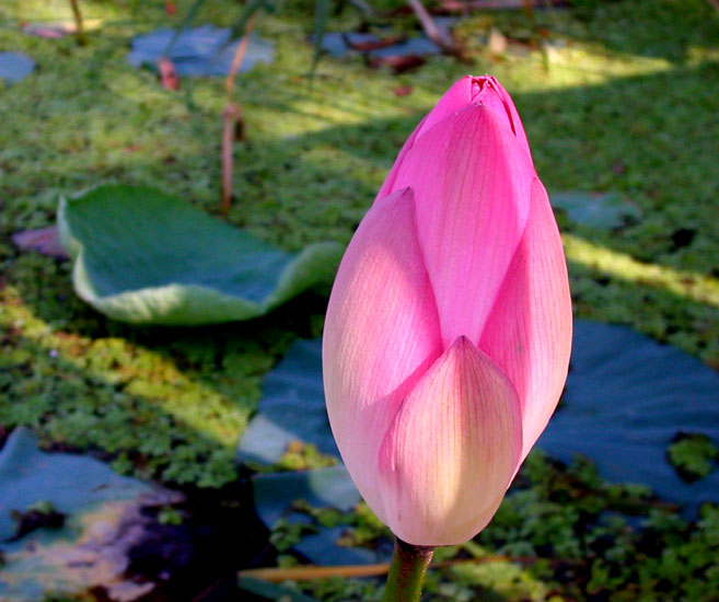 photo "Flame of a lotus" tags: nature, flowers