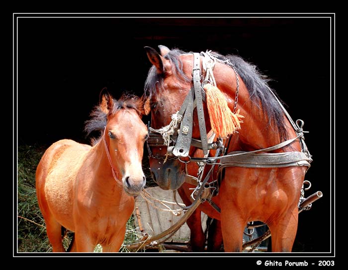 photo "Horses" tags: nature, pets/farm animals