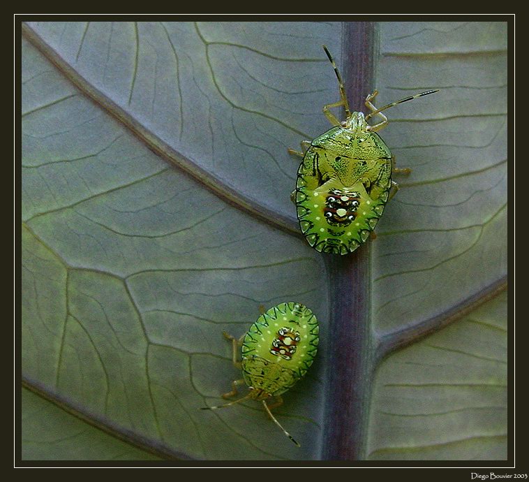 photo "Pair of bugs" tags: nature, macro and close-up, insect