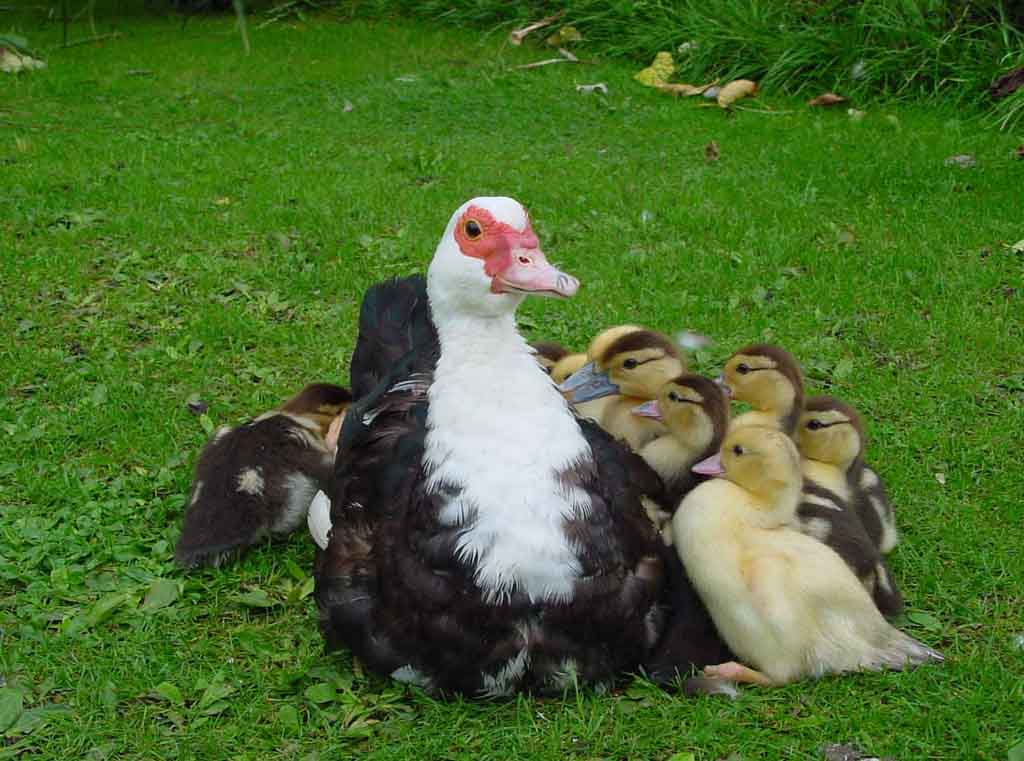 фото "united family" метки: природа, дикие животные