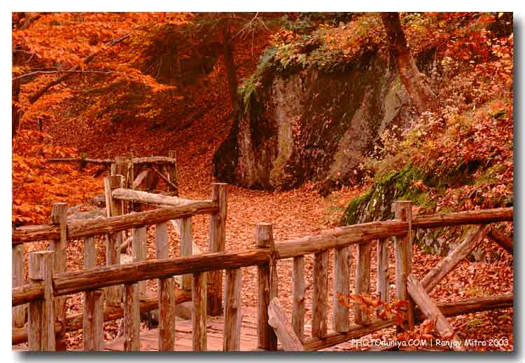 photo "Fall foliage" tags: nature, landscape, autumn, flowers