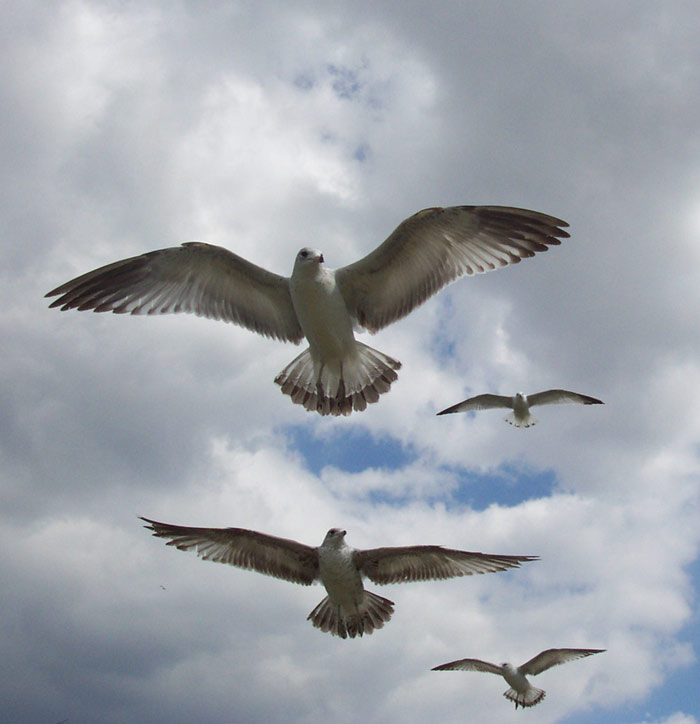 photo "Seagulls" tags: nature, travel, North America, wild animals