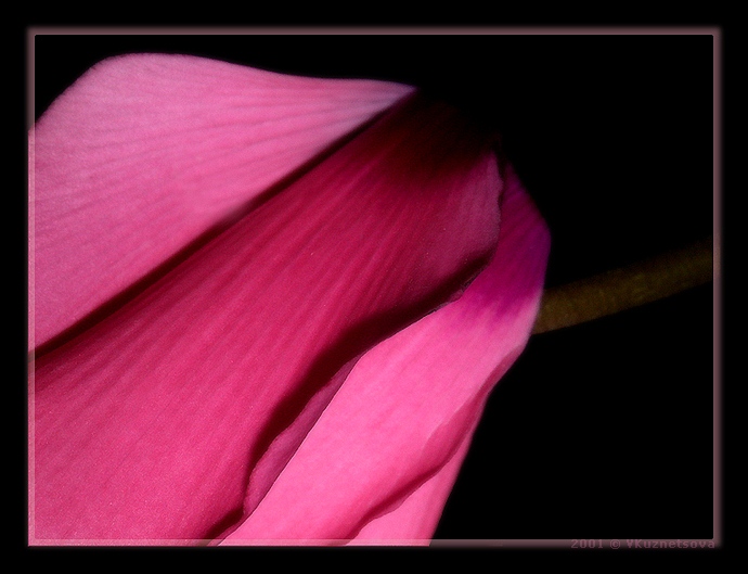 photo "^*^" tags: macro and close-up, nature, flowers