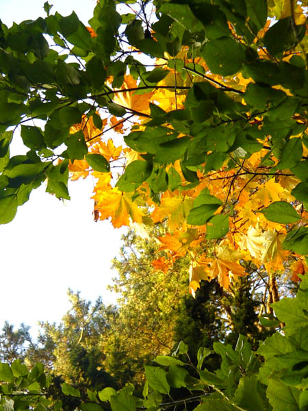фото "Вихрь" метки: пейзаж, природа, осень, цветы