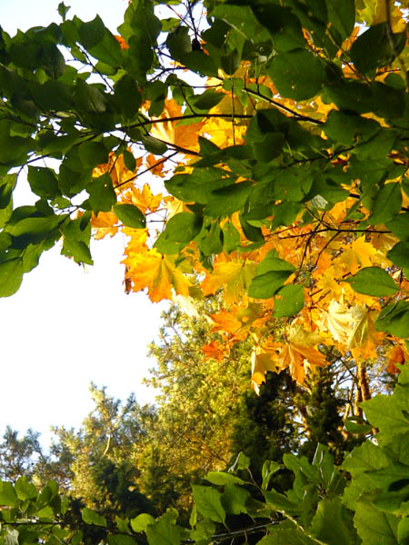 photo "Whirlwind" tags: landscape, nature, autumn, flowers