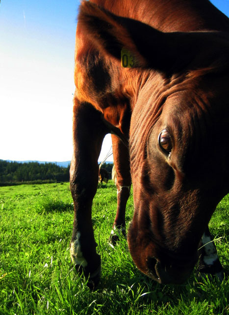 photo "Attacking..." tags: nature, pets/farm animals