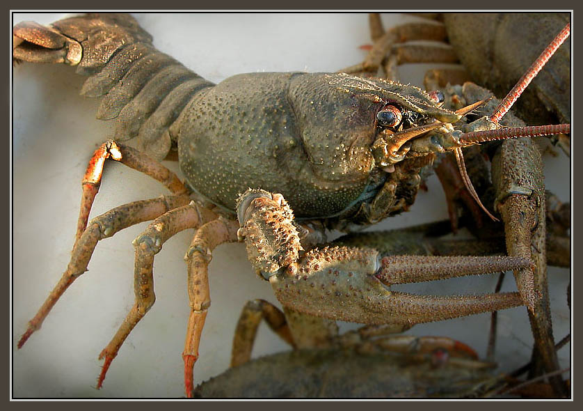 photo "Terrible also bites" tags: nature, macro and close-up, wild animals