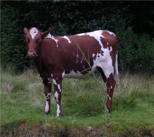 photo "Norwegian cow" tags: nature, pets/farm animals