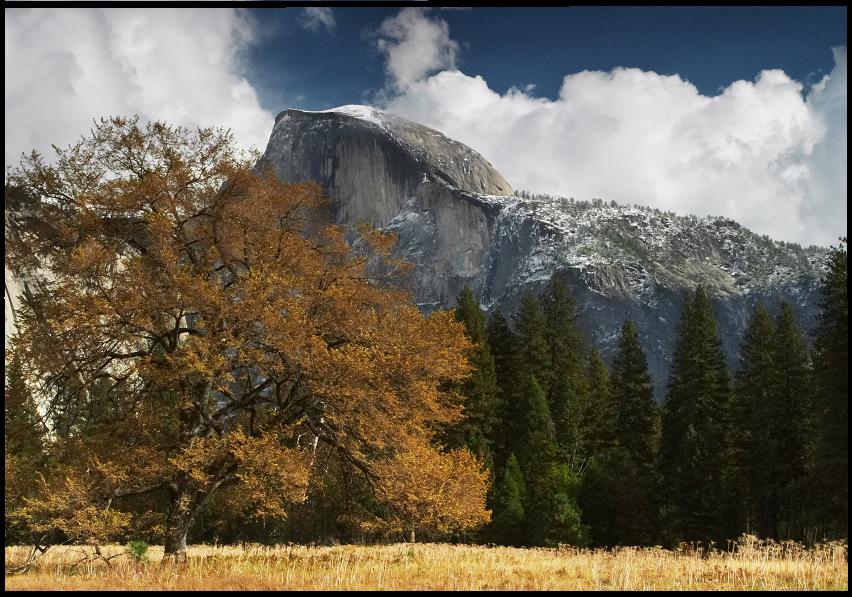 фото "The Big tree" метки: природа, 