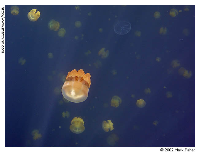 photo "Jellyfish" tags: underwater, nature, wild animals