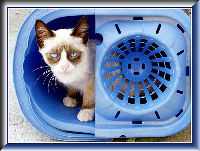 photo "Blue eyes cat" tags: nature, humor, pets/farm animals