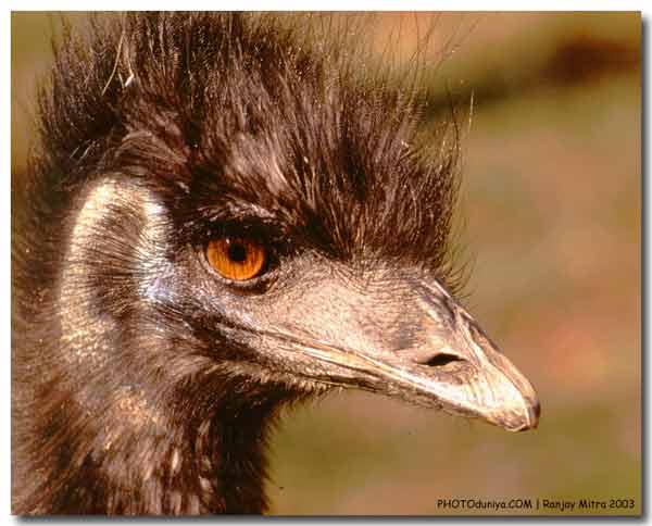 photo "Emu" tags: nature, pets/farm animals