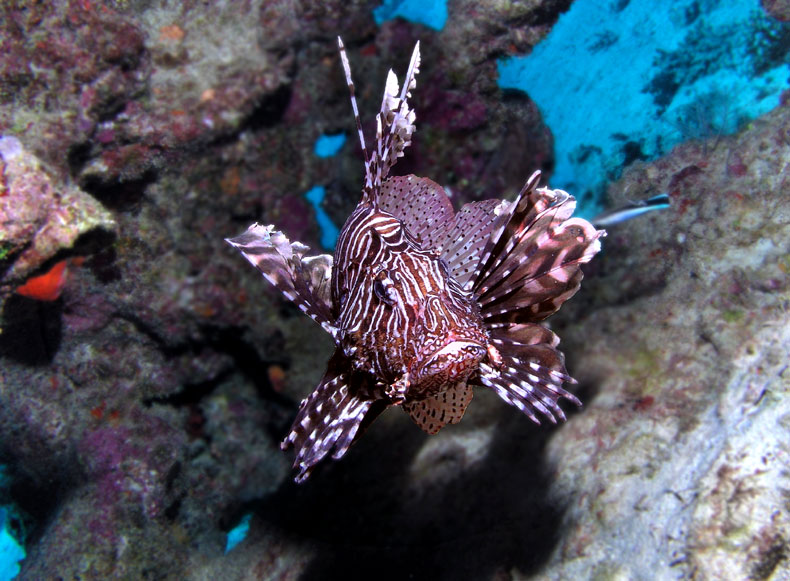 photo "Attack" tags: underwater, travel, Africa