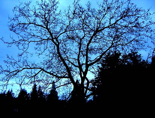 photo "Night of the Living Dead" tags: landscape, forest, night