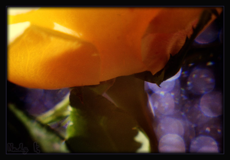 photo "Silk small rag of heat of a summer .." tags: nature, macro and close-up, flowers