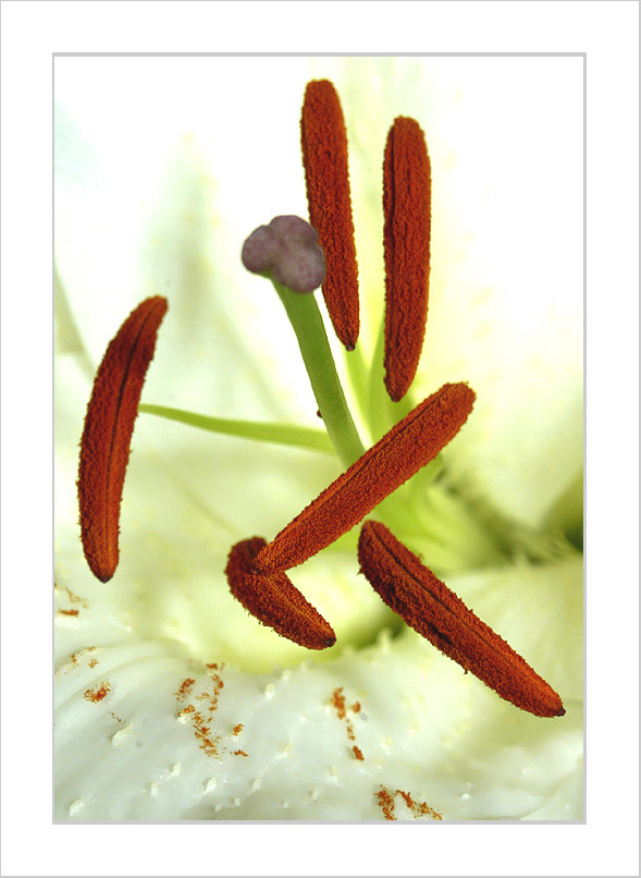 photo "Macro (Coffee)Flower" tags: macro and close-up, nature, flowers