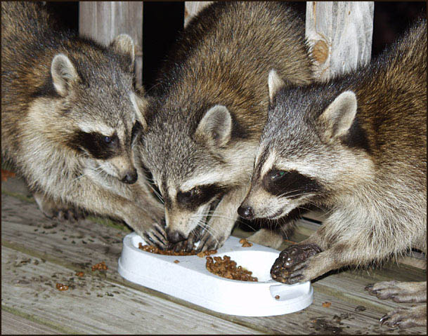 photo "Three Amigos" tags: humor, nature, wild animals