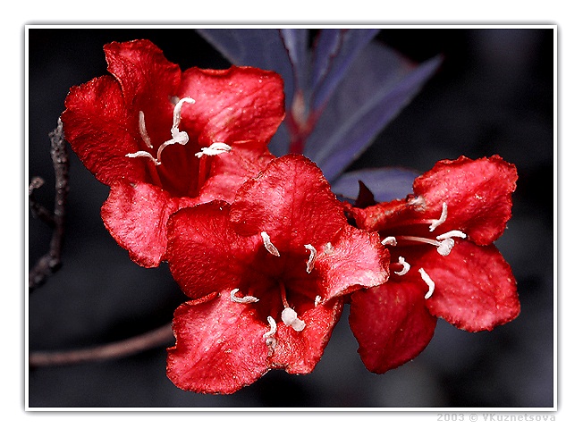 photo "*3*" tags: macro and close-up, nature, flowers