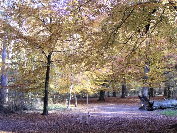 photo "Groenendaal" tags: nature, 