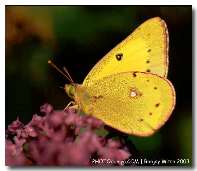 photo "Green Eye Sulphur" tags: nature, macro and close-up, insect