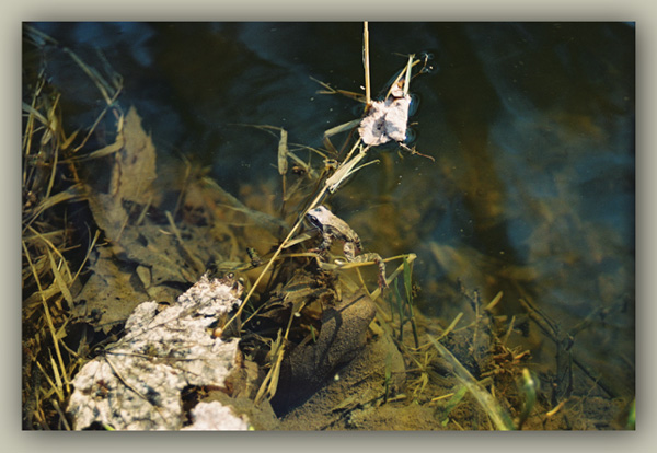 photo "find the frog" tags: nature, wild animals