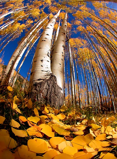photo "Aspen Gold" tags: nature, landscape, autumn