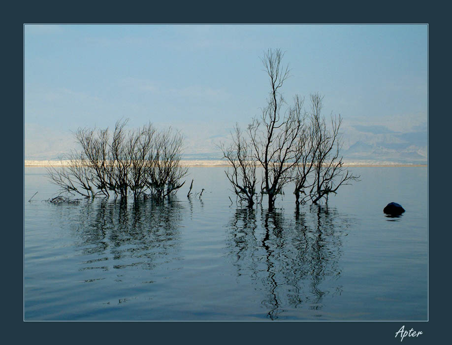 photo "Life in the Dead sea" tags: nature, landscape, flowers, water