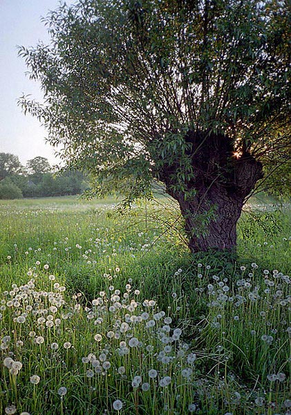 photo "Polish meadows" tags: nature, flowers