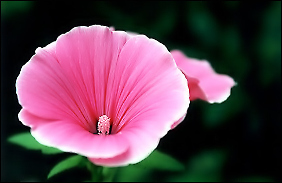 photo "pink" tags: nature, flowers