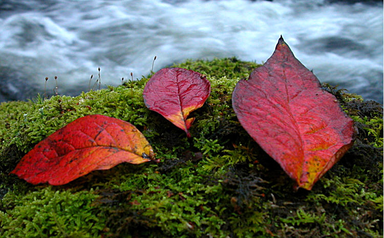 photo "autumn picture" tags: nature, 