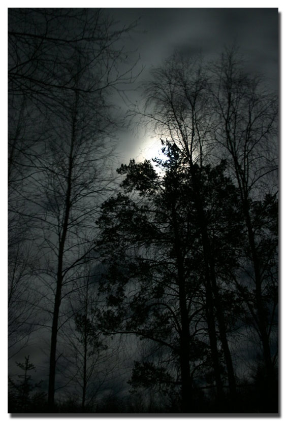 photo "Moon light." tags: landscape, forest, night