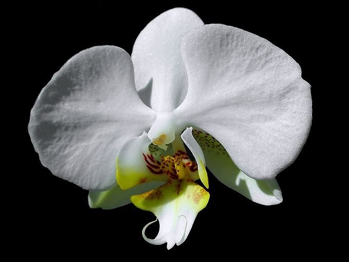 photo "White lady" tags: nature, flowers