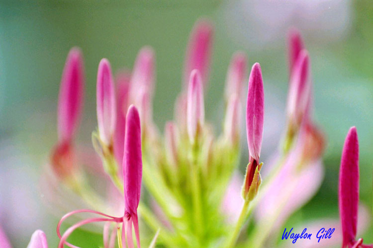 фото "Pollyps" метки: макро и крупный план, природа, цветы