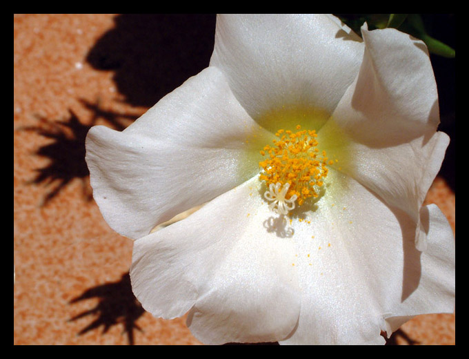 photo "onze horas" tags: nature, flowers