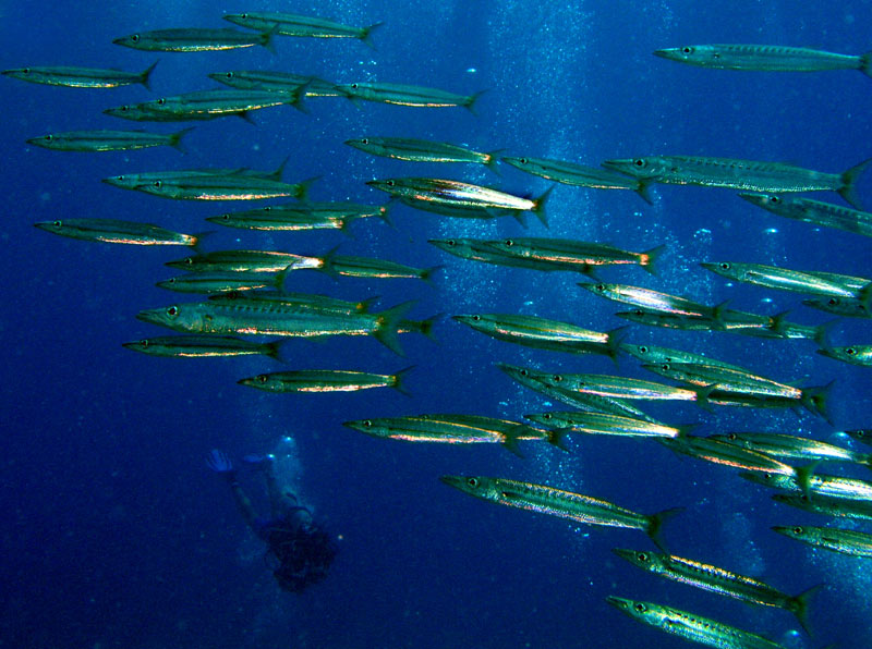 photo "Flight of barracudas" tags: underwater, travel, Africa
